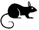 Mouse Image